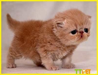 ����è���Կ����