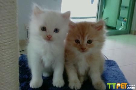 Ӣ����ëè����