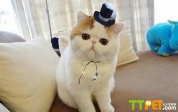 �����������ëè