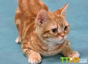 ������ëè������