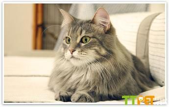 �����ѡ����è