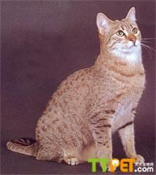 ������ëè�ܳ����