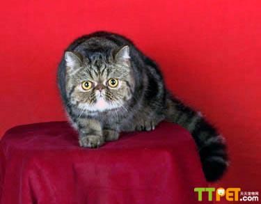 ��ɫ���������ëè�۸�