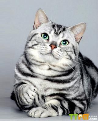 ������ëèע������