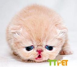 ���������컢�������ëè