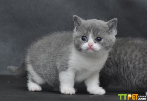 ������ëè��ʲô