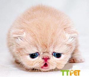 �����ëèʲô��Ǯ