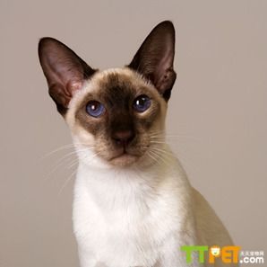 ����è��ֳ��ǰ����