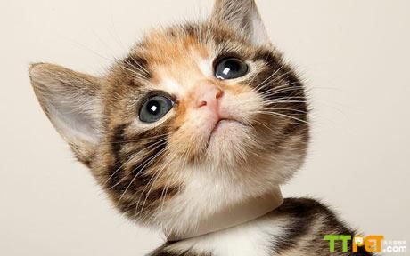 ����è���ֱȽϺ�