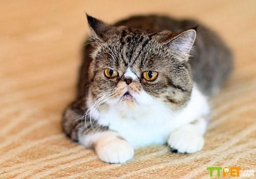 �����ëè���ַ���