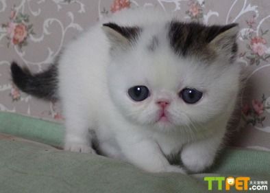 ����èѡ���ֺ�