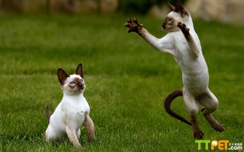 ����è��������