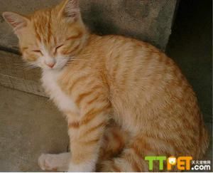 ��θ���è��ë��