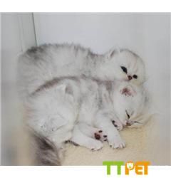 Ӣ����ëè�����ļ���