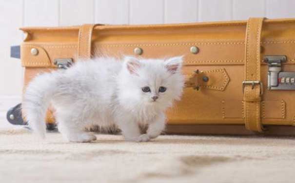 ����è����ɫä��ɨä����è (17).jpg