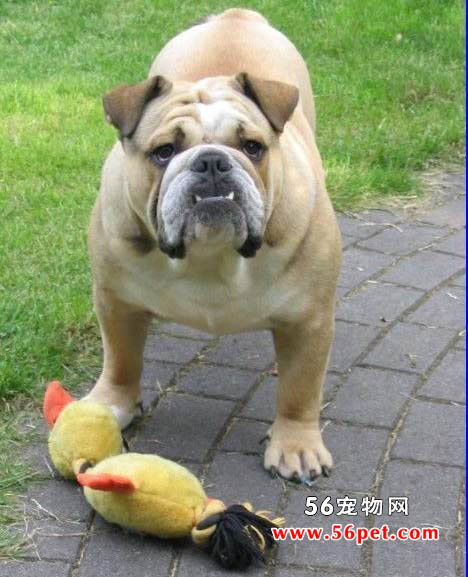 Ӣ����ţȮ-����Ʒ�ֽ���