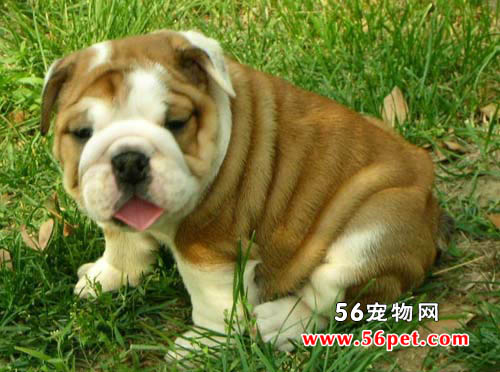 Ӣ����ţȮ-����Ʒ�ֽ���