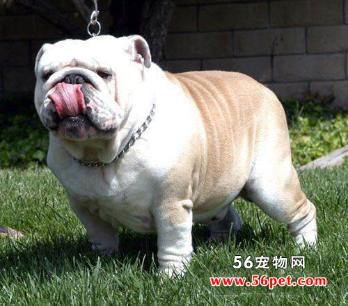 Ӣ����ţȮ-����Ʒ�ֽ���