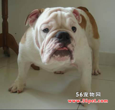 Ӣ����ţȮ-����Ʒ�ֽ���