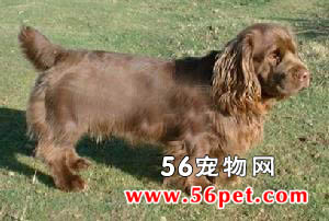 ��ʽ��Ȯ-����Ʒ�ֽ���