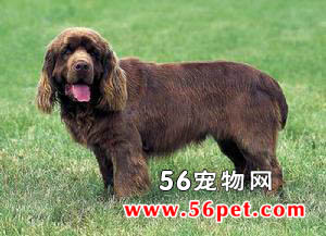 ��ʽ��Ȯ-����Ʒ�ֽ���