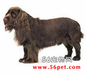 ��ʽ��Ȯ-����Ʒ�ֽ���