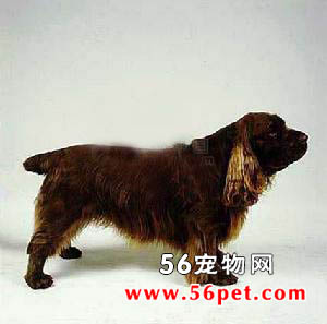 ��ʽ��Ȯ-����Ʒ�ֽ���