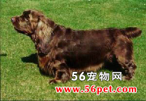 ��ʽ��Ȯ-����Ʒ�ֽ���