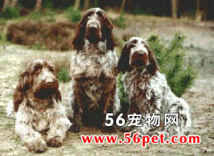 ʷ��ŵȮ-����Ʒ�ֽ���