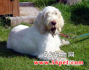 ʷ��ŵȮ-����Ʒ�ֽ���