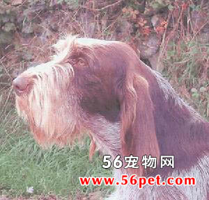 ʷ��ŵȮ-����Ʒ�ֽ���