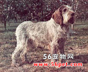 ʷ��ŵȮ-����Ʒ�ֽ���