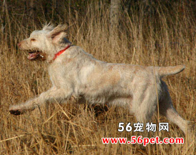 ʷ��ŵȮ-����Ʒ�ֽ���