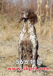 ָʾȮ-����Ʒ�ֽ���