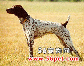 ָʾȮ-����Ʒ�ֽ���