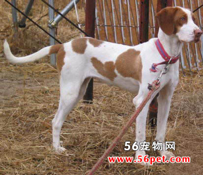 ָʾȮ-����Ʒ�ֽ���