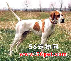 ָʾȮ-����Ʒ�ֽ���