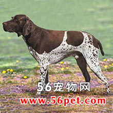 ָʾȮ-����Ʒ�ֽ���