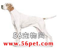 ָʾȮ-����Ʒ�ֽ���