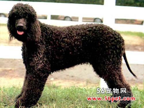 ������ˮ��Ȯ-����Ʒ�ֽ���