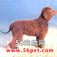 ������ˮ��Ȯ-����Ʒ�ֽ���