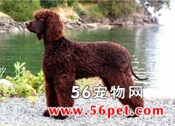 ������ˮ��Ȯ-����Ʒ�ֽ���