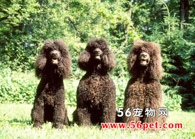 ������ˮ��Ȯ-����Ʒ�ֽ���