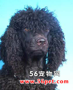 ������ˮ��Ȯ-����Ʒ�ֽ���