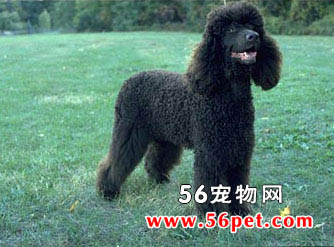 ������ˮ��Ȯ-����Ʒ�ֽ���