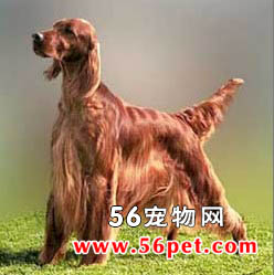 ������ѩ��-����Ʒ�ֽ���