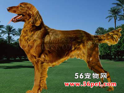 ������ѩ��-����Ʒ�ֽ���