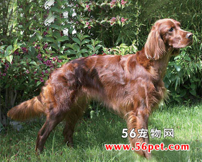 ������ѩ��-����Ʒ�ֽ���