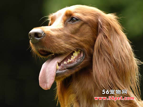 ������ѩ��-����Ʒ�ֽ���