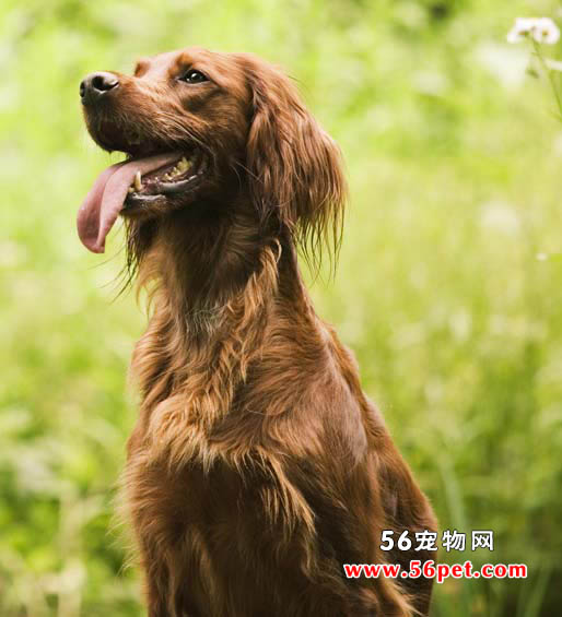 ������ѩ��-����Ʒ�ֽ���